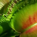 Is Venus Flytrap Harvesting Legal? Is Venus Flytrap Harvesting Legal?