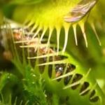 venus-flytrap-companion